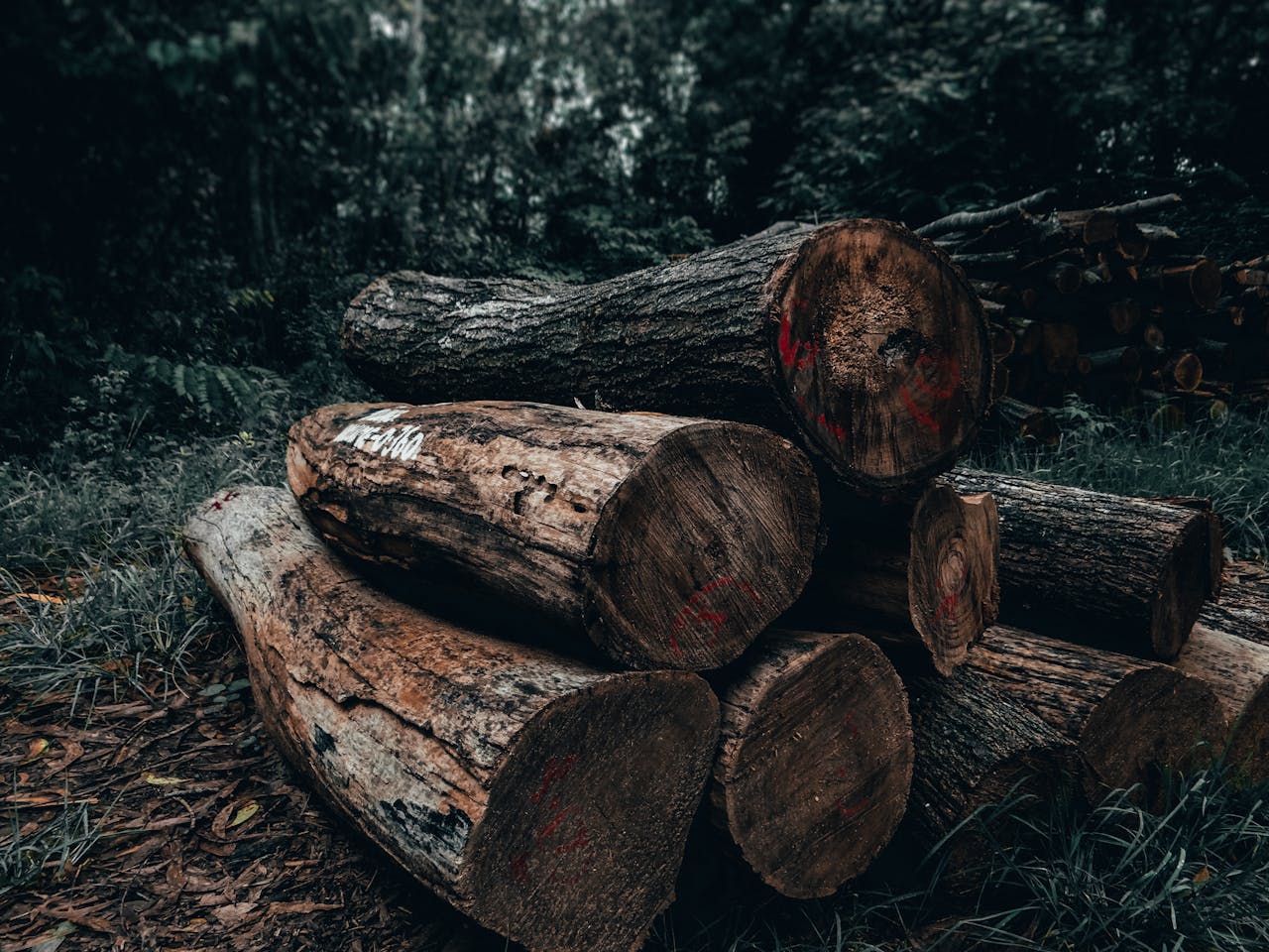 Pile of chopped logs in a wooded area, suggesting timber harvesting.